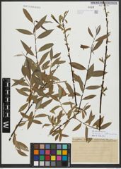 Foto von Salix alba subsp. micans (Andersson) Rech. f. x Salix excelsa S. G. Gmel.